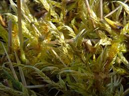 Attēlu rezultāti vaicājumam “Drepanocladus polygamus”