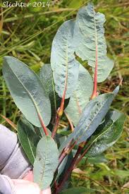 Attēlu rezultāti vaicājumam “Salix myrtilloides leaf”