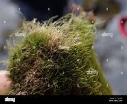 Attēlu rezultāti vaicājumam “Platydictya jungermannioides”