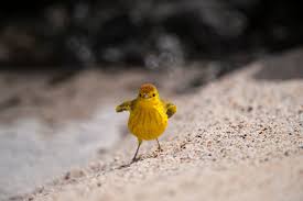 Image result for Dendroica petechia