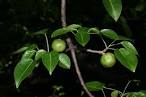 Euphorbiaceae <b>Hippomane</b>