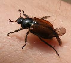 Attēlu rezultāti vaicājumam “Phyllopertha horticola”