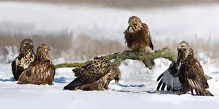 Attēlu rezultāti vaicājumam “Buteo lagopus”