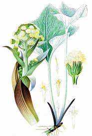 Attēlu rezultāti vaicājumam “Petasites spurius bud”