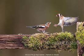 Attēlu rezultāti vaicājumam “Carduelis carduelis adult”
