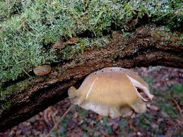 Attēlu rezultāti vaicājumam “Symphytocarpus flaccidus plasmodium”