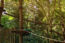 Image result for Go Ape! Moors Valley