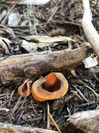 Attēlu rezultāti vaicājumam “Caloscypha fulgens”