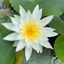 Attēlu rezultāti vaicājumam “Nymphaea alba flower”