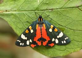 Attēlu rezultāti vaicājumam “Callimorpha dominula larva”