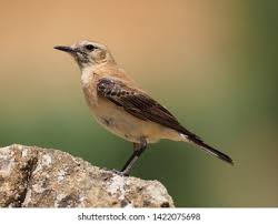 Image result for Oenanthe hispanica