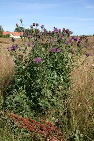 Attēlu rezultāti vaicājumam “Centaurea scabiosa bud”