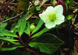 Attēlu rezultāti vaicājumam “Helleborus niger”