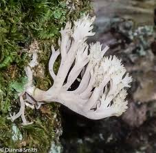 Attēlu rezultāti vaicājumam “Clavulina coralloides”