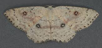 Attēlu rezultāti vaicājumam “Cyclophora albipunctata”