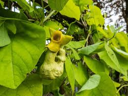 Attēlu rezultāti vaicājumam “Aristolochia durior flower”