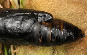 Attēlu rezultāti vaicājumam “Autographa excelsa”