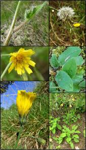 Attēlu rezultāti vaicājumam “Hieracium”