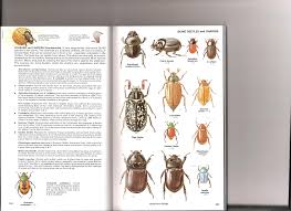 Attēlu rezultāti vaicājumam “Schizotus pectinicornis larva”