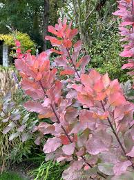 Attēlu rezultāti vaicājumam “Cotinus coggygria leaf”