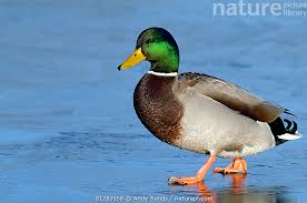 Attēlu rezultāti vaicājumam “Anas platyrhynchos male”