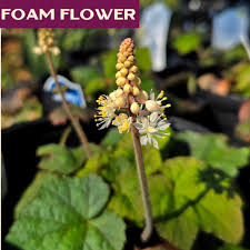 Attēlu rezultāti vaicājumam “Festuca altissima flower”