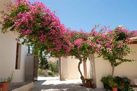 Image result for bougainvillea