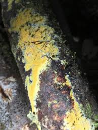 Attēlu rezultāti vaicājumam “Mycoacia fuscoatra”