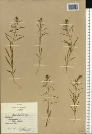 Attēlu rezultāti vaicājumam “Thesium ebracteatum”