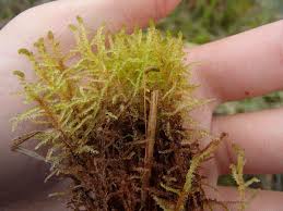 Attēlu rezultāti vaicājumam “Calliergon trifarium”