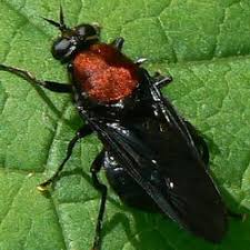 Attēlu rezultāti vaicājumam “Clitellaria ephippium”