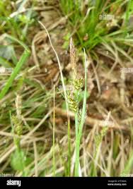 Attēlu rezultāti vaicājumam “Carex pilulifera”