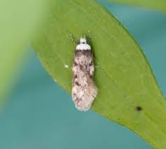 Attēlu rezultāti vaicājumam “Ortholepis betulae”