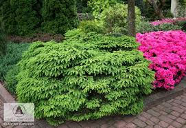 Attēlu rezultāti vaicājumam “Picea abies male flower”