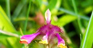 Attēlu rezultāti vaicājumam “Melampyrum cristatum”