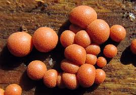 Attēlu rezultāti vaicājumam “Lycogala succineum”