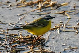 Attēlu rezultāti vaicājumam “Motacilla flava flava adult”