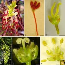 Attēlu rezultāti vaicājumam “Acer negundo female flower”