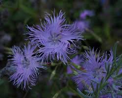 Image result for Dianthus superbus