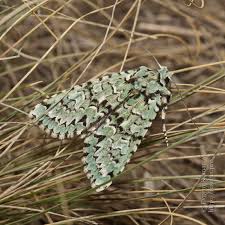 Attēlu rezultāti vaicājumam “Griposia aprilina”