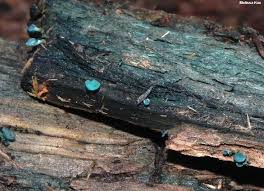 Attēlu rezultāti vaicājumam “Chlorociboria aeruginascens”