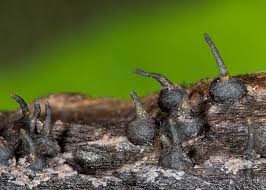 Attēlu rezultāti vaicājumam “Anthostoma decipiens”