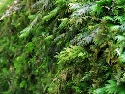 Attēlu rezultāti vaicājumam “Fissidens adianthoides”