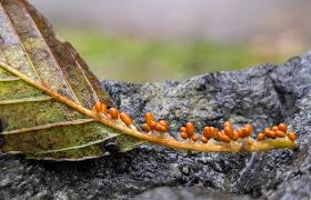 Attēlu rezultāti vaicājumam “Leocarpus fragilis macro”