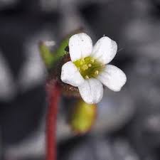 Attēlu rezultāti vaicājumam “Saxifraga tridactylites flower”