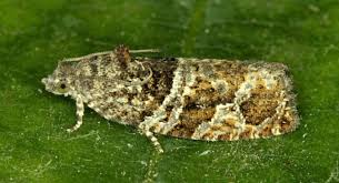 Attēlu rezultāti vaicājumam “Eudemis porphyrana”