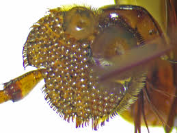 Attēlu rezultāti vaicājumam “Dytiscus dimidiatus”