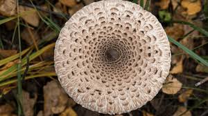 Attēlu rezultāti vaicājumam “Macrolepiota”