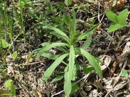 Attēlu rezultāti vaicājumam “Hieracium umbellatum bud”