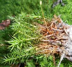 Attēlu rezultāti vaicājumam “Polytrichastrum pallidisetum”
